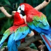 Buy Green Winged Macaw online