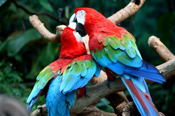 Buy Green Winged Macaw online