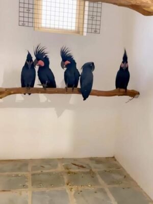 Black Palm Cockatoo
