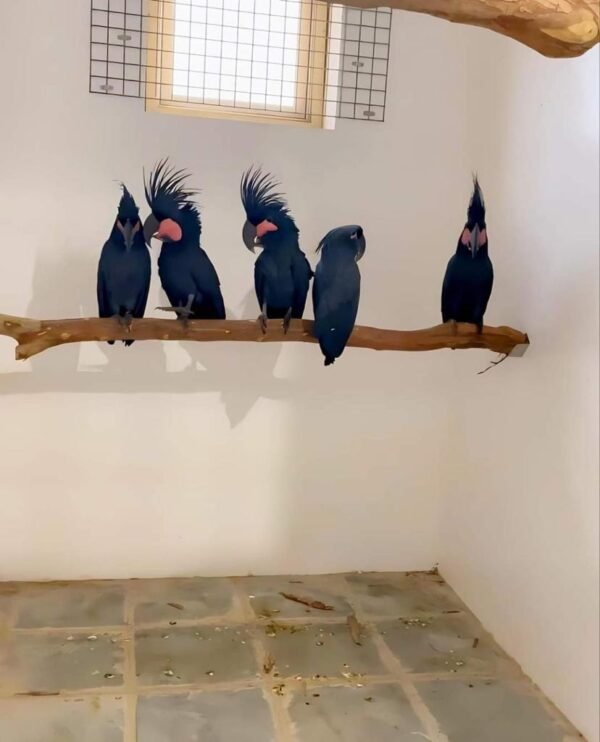 Black Palm Cockatoo