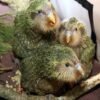 https://exoticsbirds.com/product/amazing-kakapo-birds-for-sale/
