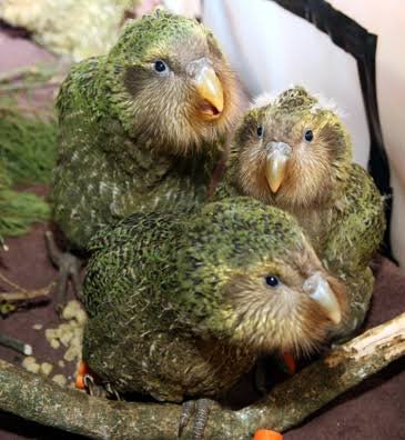https://exoticsbirds.com/product/amazing-kakapo-birds-for-sale/