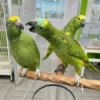 Red Crowned Amazon Parrot for Sale