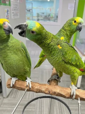 Red Crowned Amazon Parrot for Sale