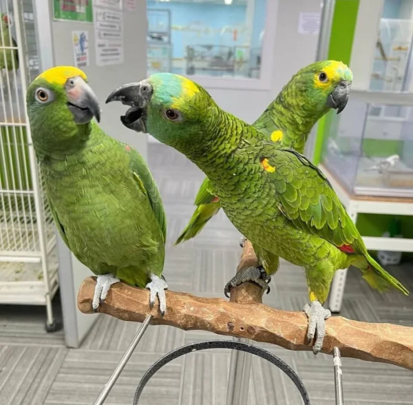 Red Crowned Amazon Parrot for Sale