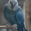 lovely Spix's Macaw parrots for sale
