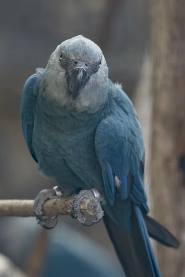 the Spix’s Macaw parrots for sale