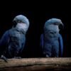 lovely Spix’s Macaw Parrots For adoption