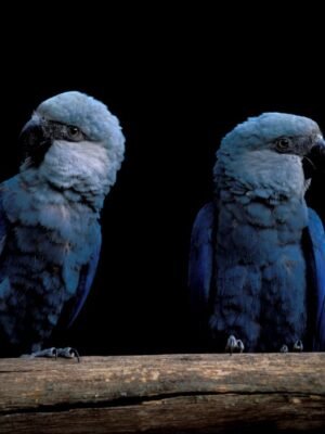 Spix’s Macaw parrots for sell near me