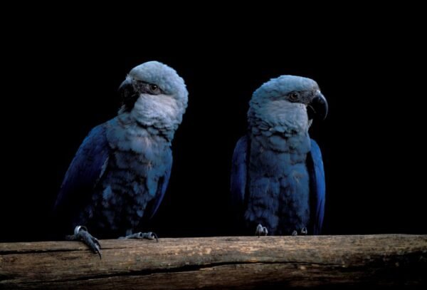 Spix’s Macaw parrots for sell near me