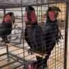 Black Palm Cockatoo