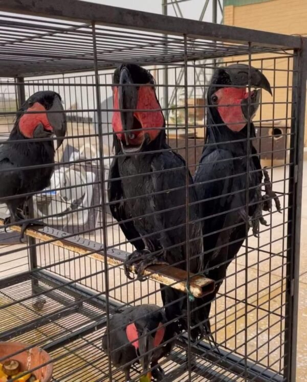 Black Palm Cockatoo
