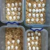 Black Palm Cockatoo Parrot Eggs For Sale