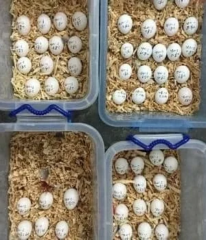 Black Palm Cockatoo Parrot Eggs For Sale