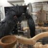 Black Palm Cockatoo