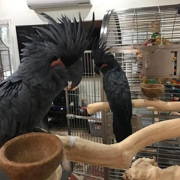 Black Palm Cockatoo