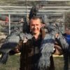 Black Palm Cockatoo Parrots for sale