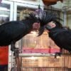 Black Palm Cockatoo Parrots for sale