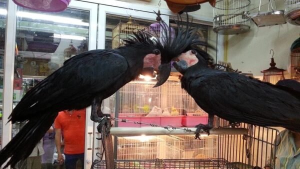Black Palm Cockatoo Parrots for sale