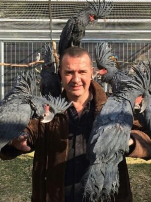 Black Palm Cockatoo Parrots for sale