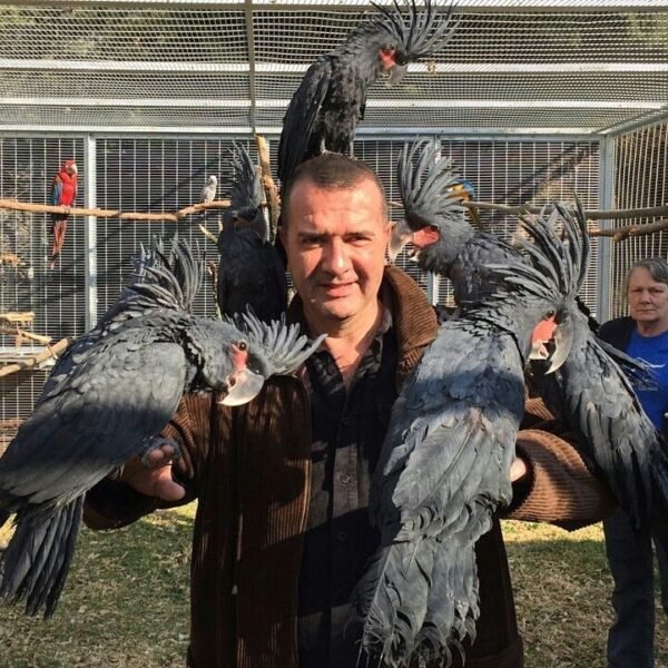 Black Palm Cockatoo Parrots for sale