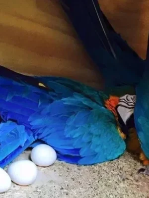 Blue & Gold Macaw Parrot Eggs For Sale