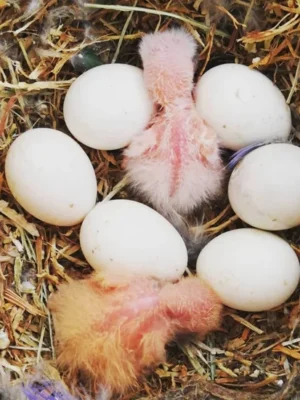 Blue Throated Macaw Eggs For Sale