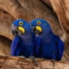 Breeding Pair Hyacinth Macaw Parrots-Male & Female Breeding Pair Hyacinth Macaw Parrots-Male & Female