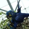 Breeding Pair Hyacinth Macaw Parrots-Male & Female Breeding Pair Hyacinth Macaw Parrots-Male & Female
