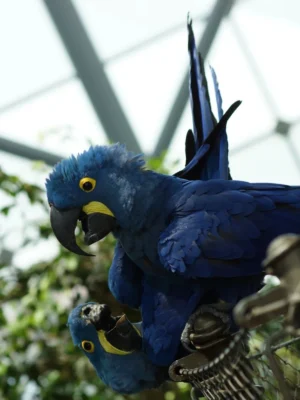 Breeding Pair Hyacinth Macaw Parrots-Male & Female