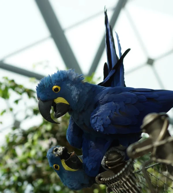 Breeding Pair Hyacinth Macaw Parrots-Male & Female Breeding Pair Hyacinth Macaw Parrots-Male & Female