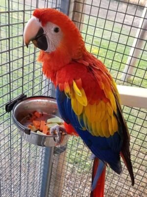 MALE SCARLET MACAW FOR SALE