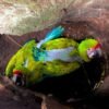 Buffon's Macaw Chicks