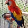 MALE SCARLET MACAW FOR SALE