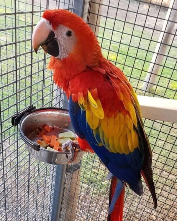 MALE SCARLET MACAW FOR SALE