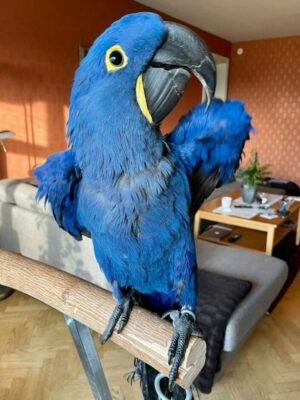 Hyacinth Macaw Parrot for Sale
