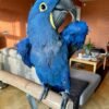 Hyacinth Macaw Parrot for Sale
