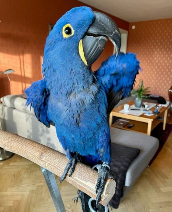 Hyacinth Macaw Parrot for Sale