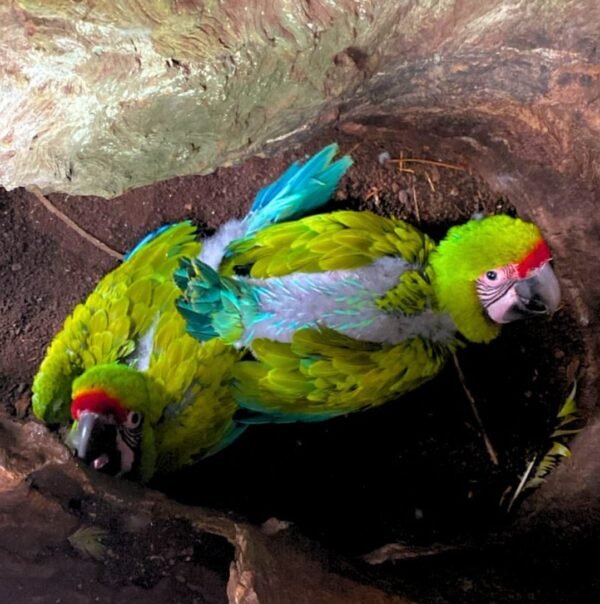 Buffon's Macaw Chicks