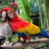 MALE SCARLET MACAW FOR SALE