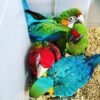 Buffon's Macaw Chicks