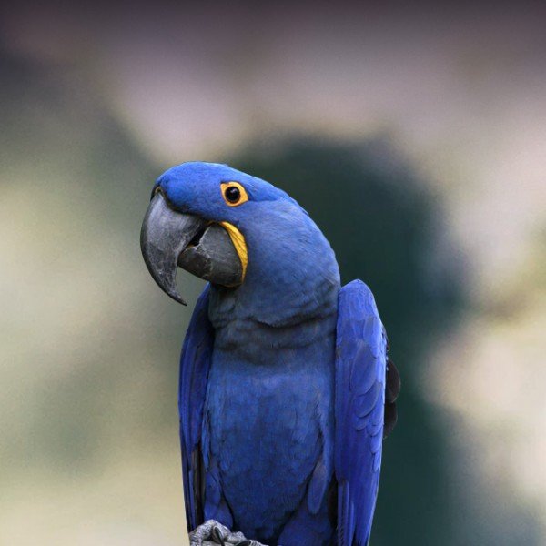 Hyacinth Macaw Parrot for Sale