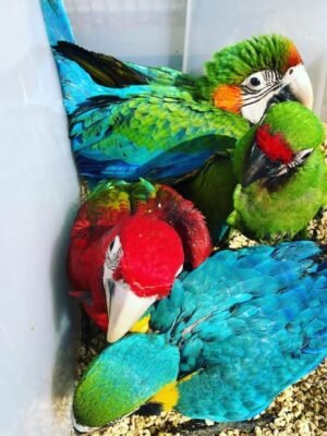 Buffon's Macaw Chicks
