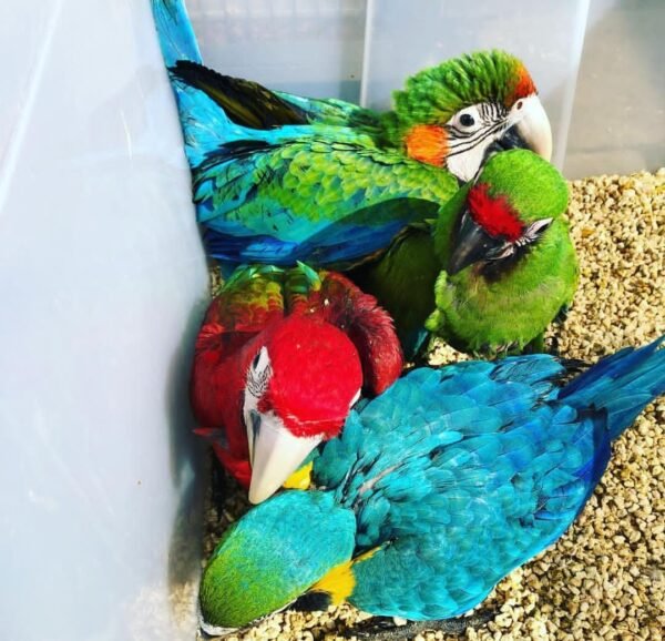 Buffon's Macaw Chicks