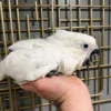 Greater Sulphur Crested Cockatoo Parrots