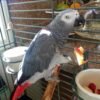 African Grey Timneh Parrot African Grey Timneh Parrot