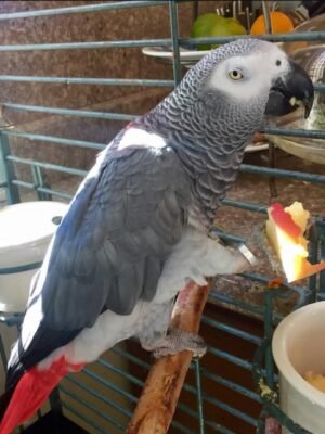 African Grey Timneh Parrot