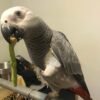 Congo-African-Grey-Parrot-Alice