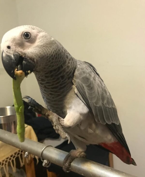 Congo-African-Grey-Parrot-Alice