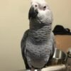 African Grey Timneh Parrots African Grey Timneh Parrot